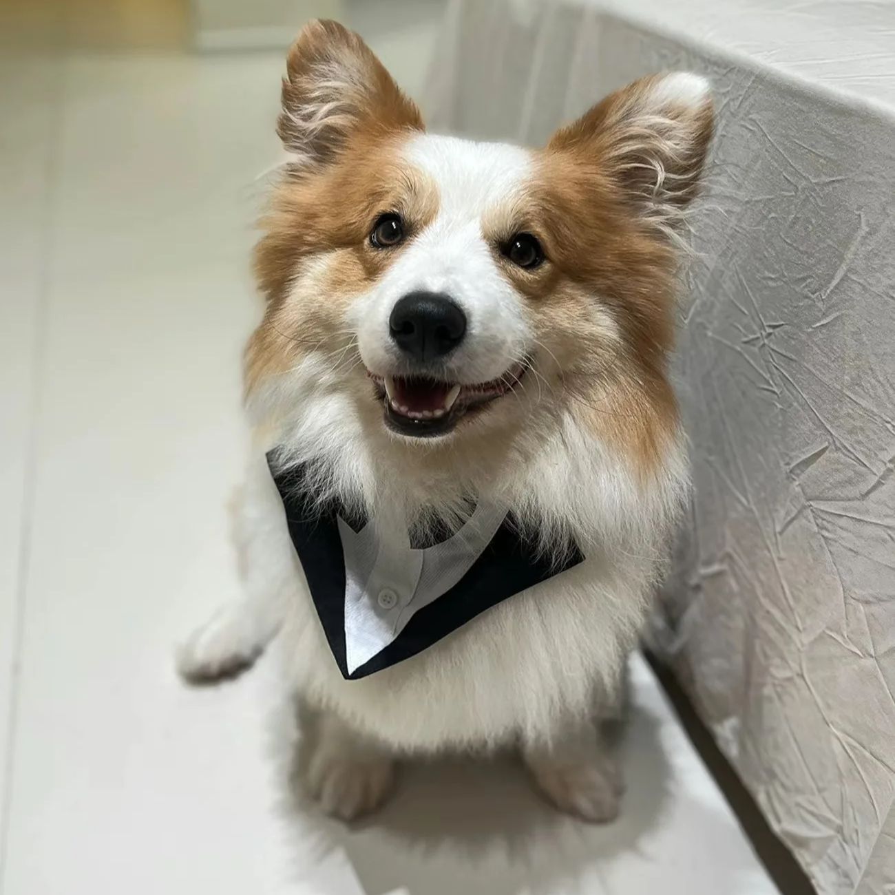 Suit Supply Wedding Party - Evcil Köpek Kıyafetleri Moda Parti Gösterisi